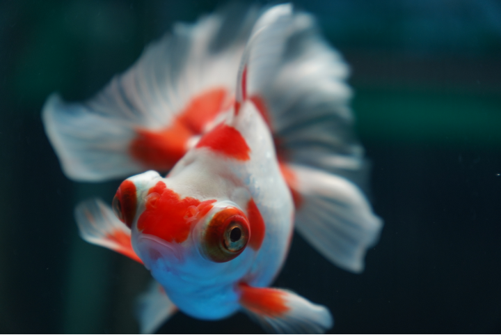 That Aquarium, Clementi