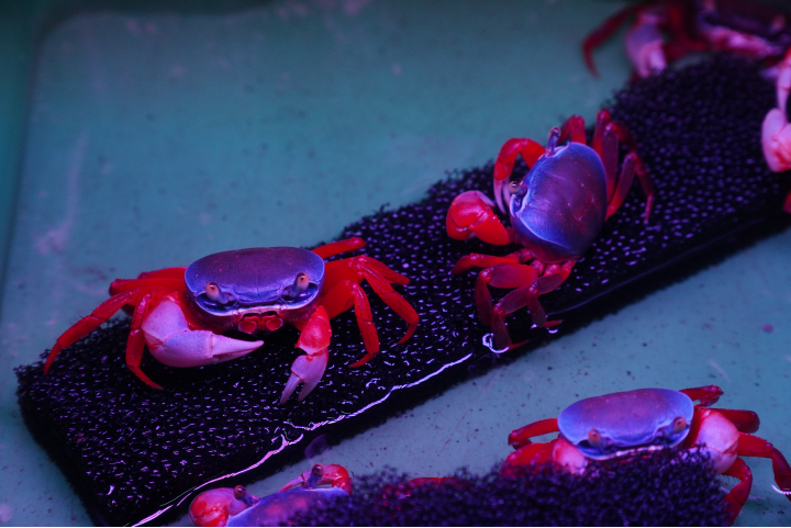 PreviousNext That Aquarium, Tampines