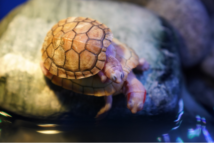 That Aquarium, Yishun