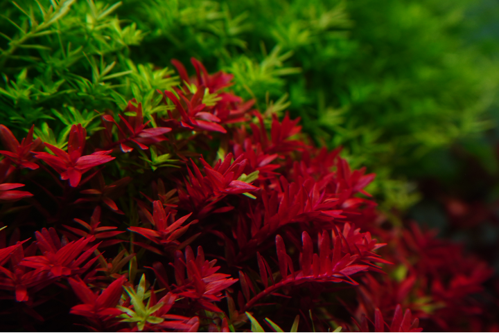 That Aquarium, Changi