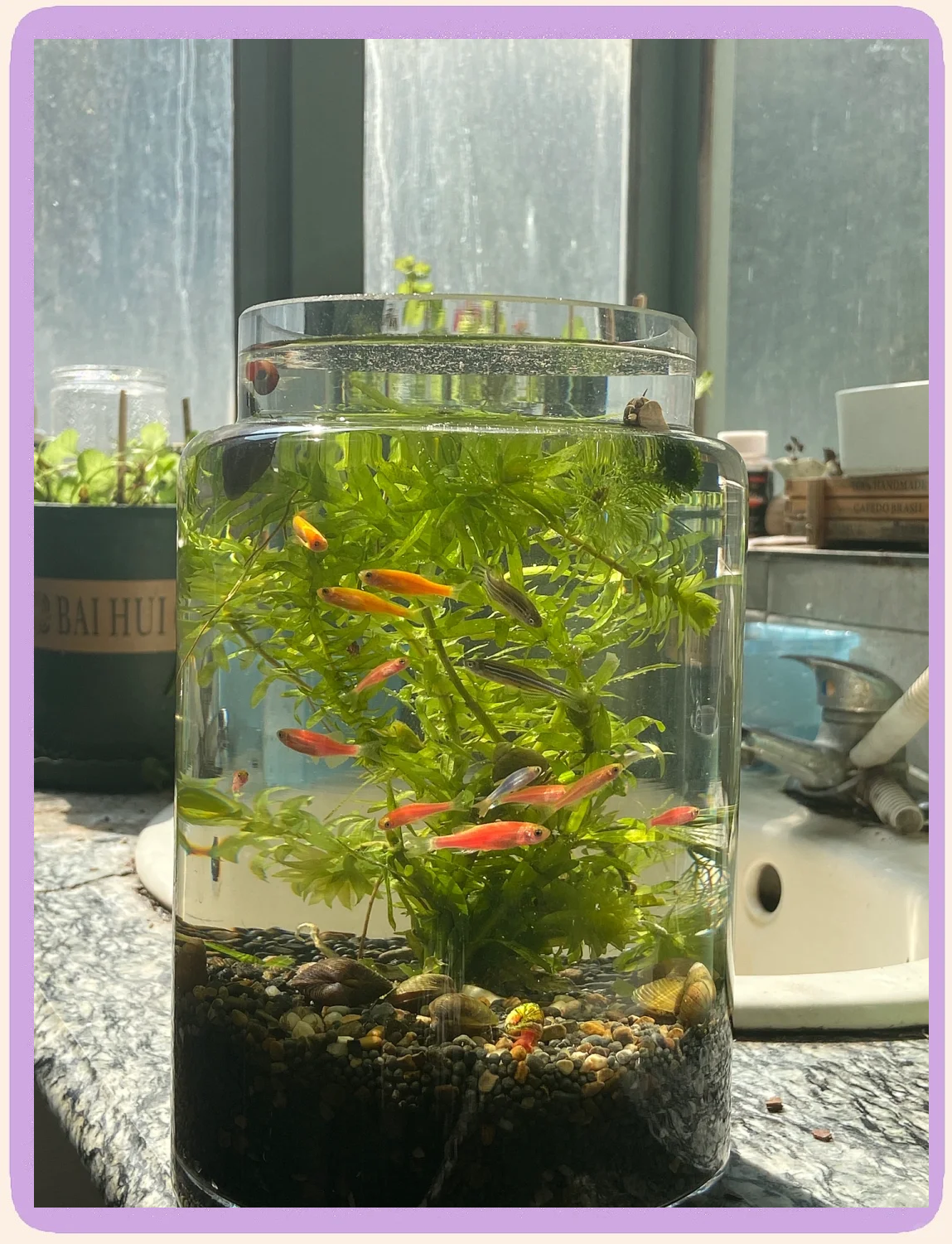 Water Treatment - Plant Fertilizer (Macro&Micro)