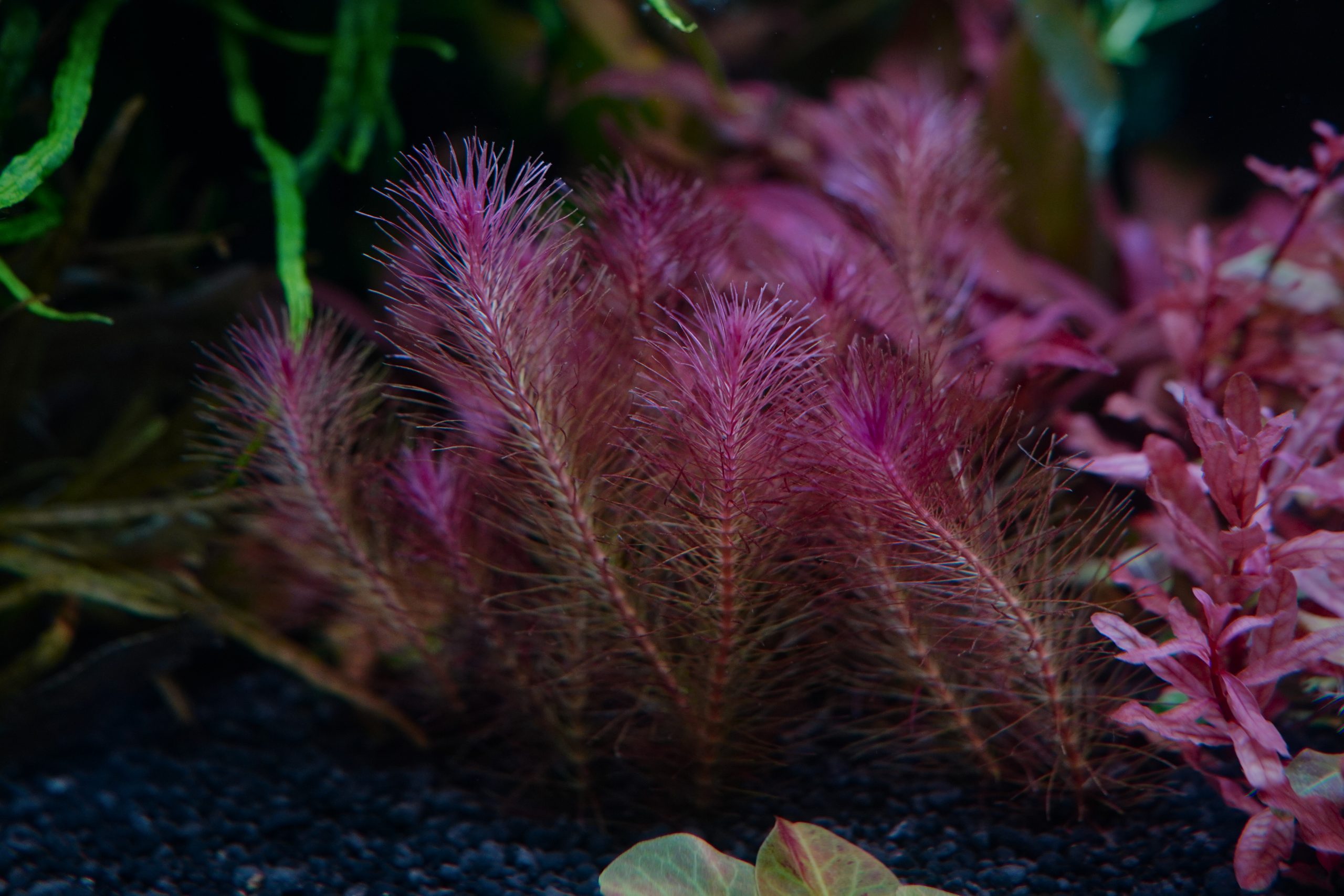 Large acrylic fish tank